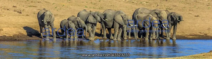 : African Elephant herd drinking water from Mara River : African Elephant herd drinking water from Mara River