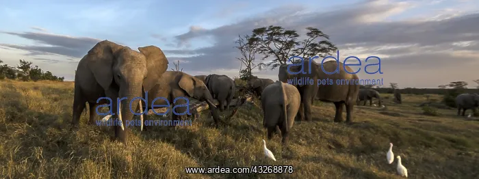 : African Elephant herd feedingg in the marsh in Ol : African Elephant herd feedingg in the marsh in Ol