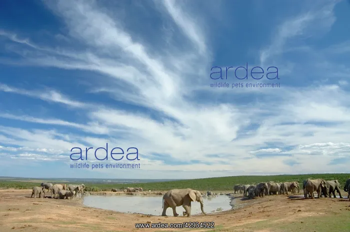: African Elephant herd at Hapoor waterhole : African Elephant herd at Hapoor waterhole