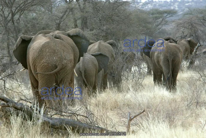 : African Elephant - herd heading to woodland : African Elephant - herd heading to woodland