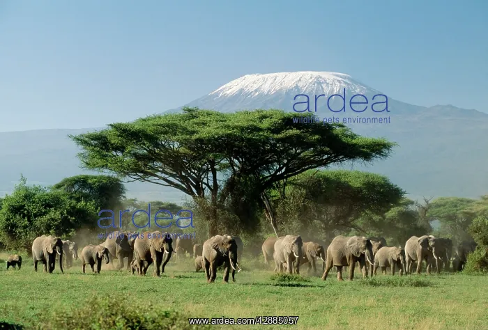  : African ELEPHANT - herd infront of Mt. Kilimanjaro