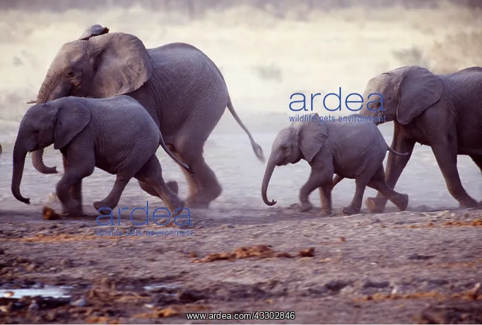  : African ELEPHANT - herd running with calves