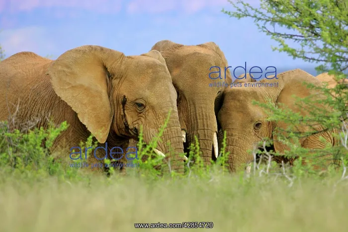 : African Elephant - herd in the savannah sticking : African Elephant - herd in the savannah sticking