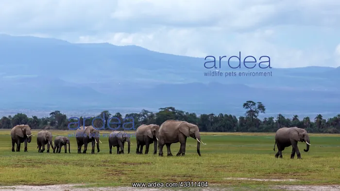: African Elephant herd walking in Amboselli National : African Elephant herd walking in Amboselli National