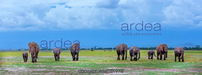 : African Elephant herd walking in Amboselli National : African Elephant herd walking in Amboselli National