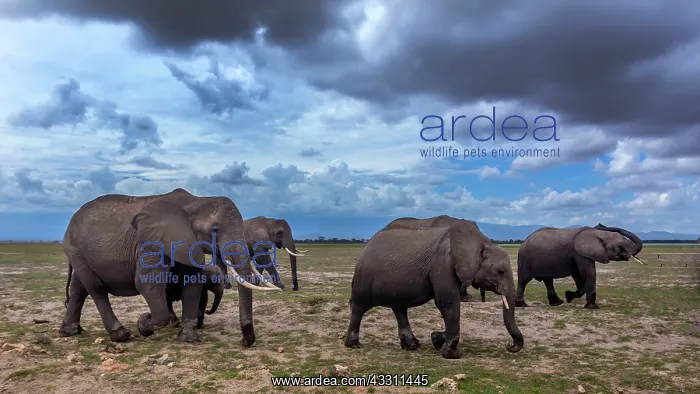 : African Elephant herd walking in Amboselli National : African Elephant herd walking in Amboselli National