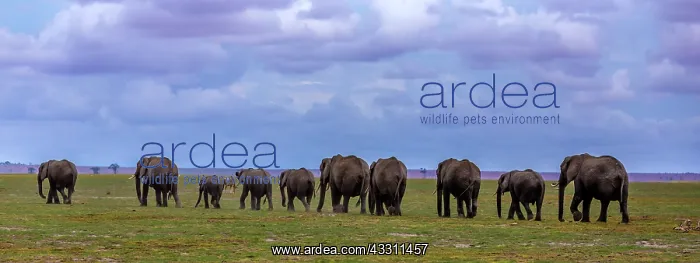 : African Elephant herd walking in Amboselli National : African Elephant herd walking in Amboselli National