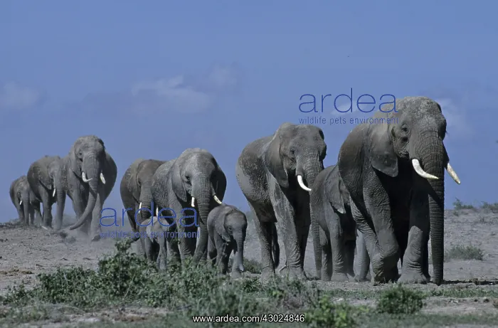 : African Elephant herd with young walking