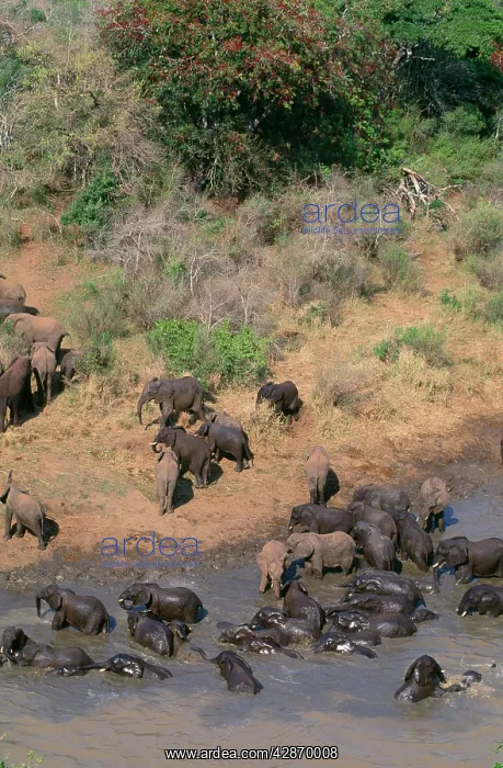  : African Elephant - herds meeting to drink  /  batheHluhluwe