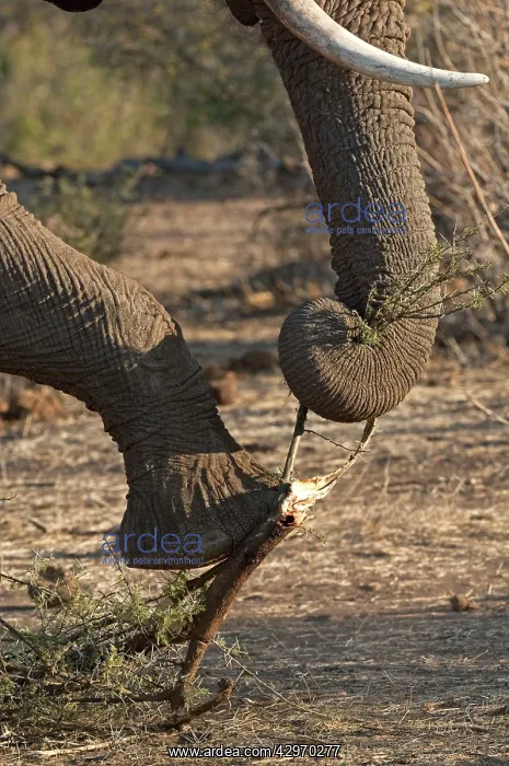 : African Elephant - holding branch down with foot : African Elephant - holding branch down with foot
