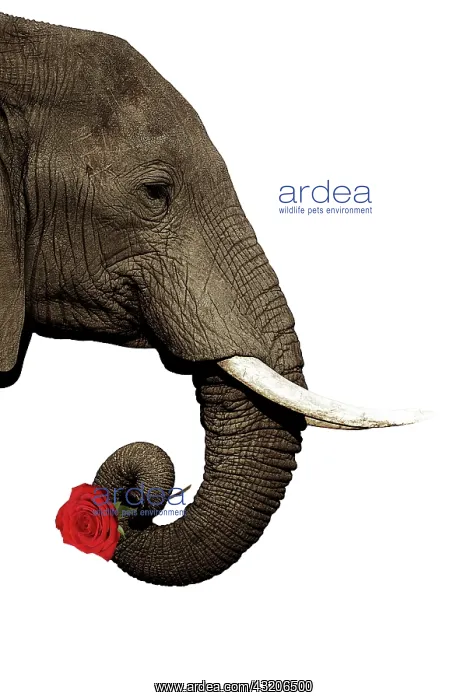 : African Elephant, holding single red rose : African Elephant, holding single red rose
