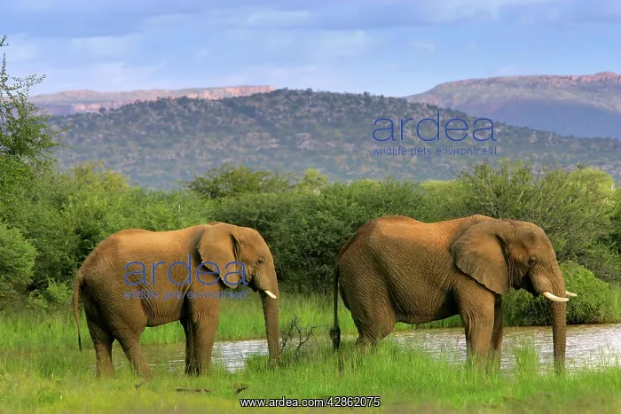 : African Elephant - two individuals drinking at river : African Elephant - two individuals drinking at river