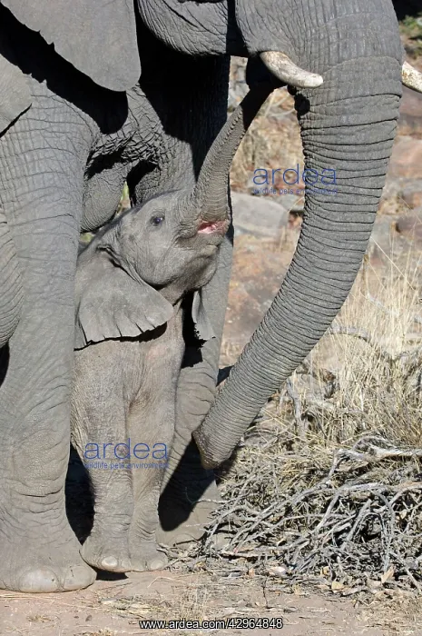 : African Elephant - juvenile seeking protection with mother : African Elephant - juvenile seeking protection with mother