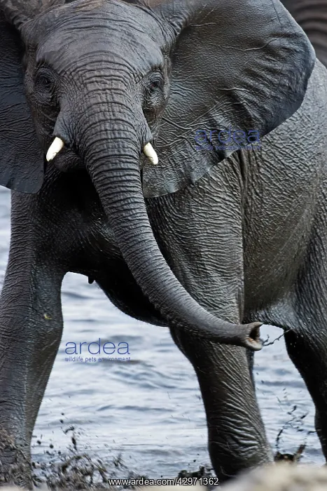 : African Elephant - juvenile standing in a water hole : African Elephant - juvenile standing in a water hole