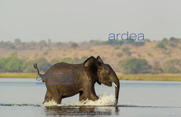 : African Elephant - juvenile straggler- the last : African Elephant - juvenile straggler- the last