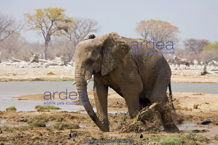 : African Elephant - Kicking up mud : African Elephant - Kicking up mud