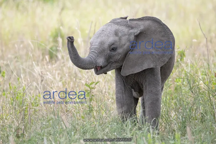 : African elephant, also known as african elephant : African elephant, also known as african elephant