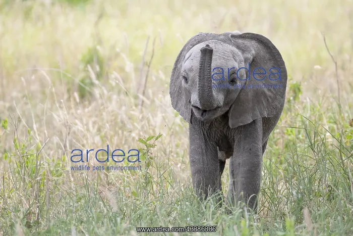 : African elephant, also known as african elephant : African elephant, also known as african elephant