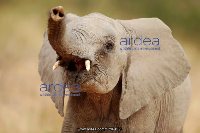 : African Elephant - lifting up trunk : African Elephant - lifting up trunk