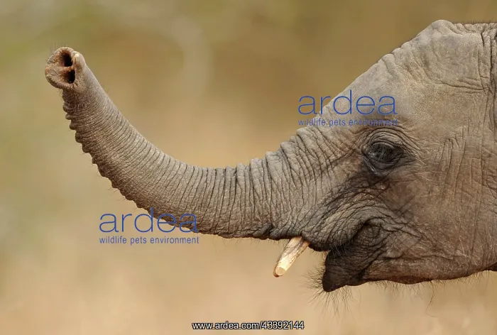 : African Elephant - lifting up trunk : African Elephant - lifting up trunk