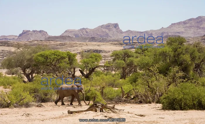 : African Elephant - lone bull walking through a : African Elephant - lone bull walking through a