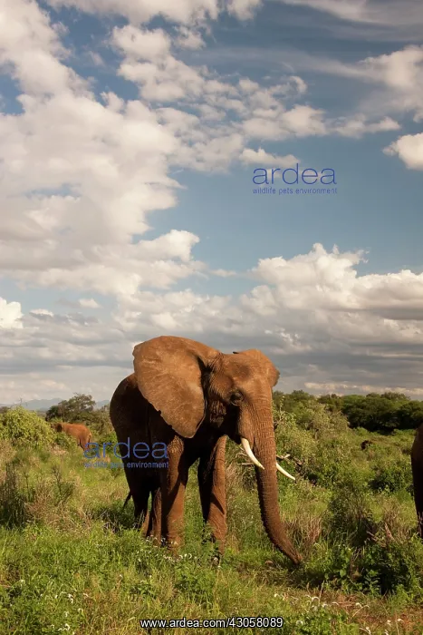 : African Elephant, Loxodonta africana, out : African Elephant, Loxodonta africana, out