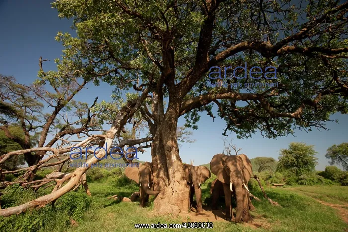 : African Elephant, Loxodonta africana, under : African Elephant, Loxodonta africana, under
