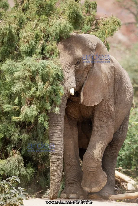 : African Elephant (Loxodonta africana). So-called desert elep : African Elephant (Loxodonta africana). So-called desert elep