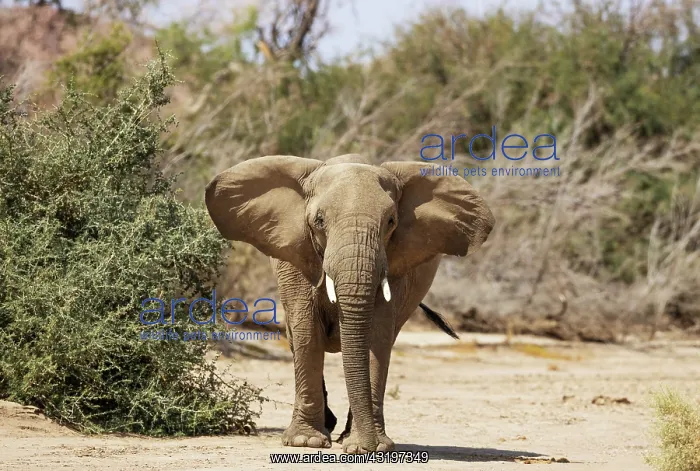 : African Elephant (Loxodonta africana). So-called desert elep : African Elephant (Loxodonta africana). So-called desert elep