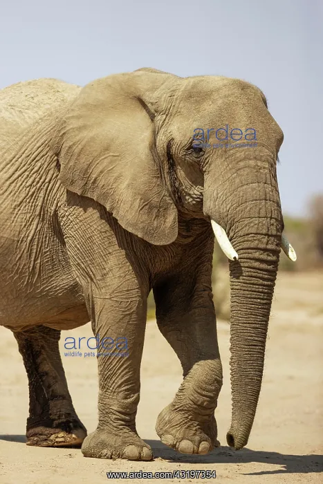 : African Elephant (Loxodonta africana). So-called desert elep : African Elephant (Loxodonta africana). So-called desert elep