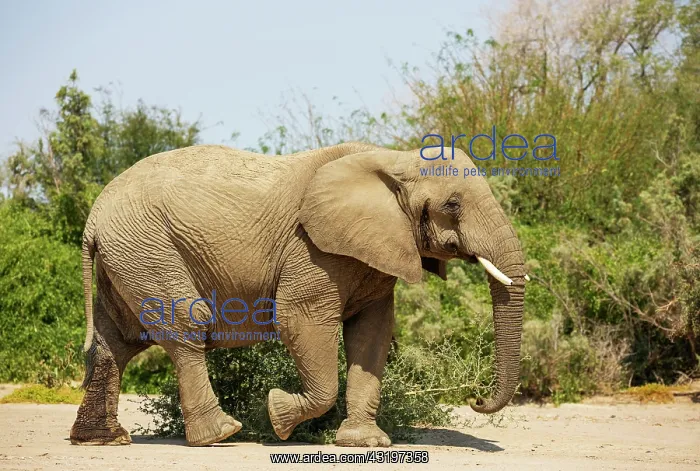 : African Elephant (Loxodonta africana). So-called desert elep : African Elephant (Loxodonta africana). So-called desert elep