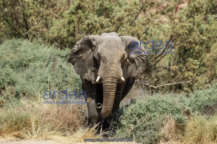 : African Elephant (Loxodonta africana). So-called desert elep : African Elephant (Loxodonta africana). So-called desert elep