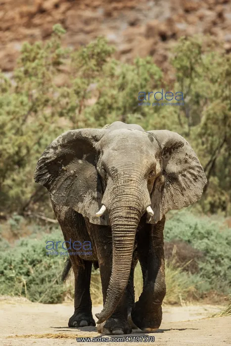 : African Elephant (Loxodonta africana). So-called desert elep : African Elephant (Loxodonta africana). So-called desert elep