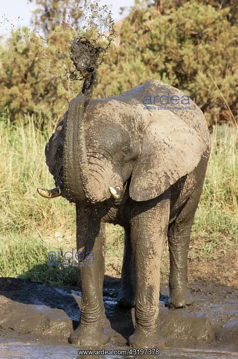 : African Elephant (Loxodonta africana). So-called desert elep : African Elephant (Loxodonta africana). So-called desert elep