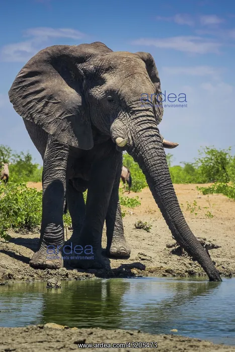 : African elephant (Loxodonta africana), male drinking : African elephant (Loxodonta africana), male drinking