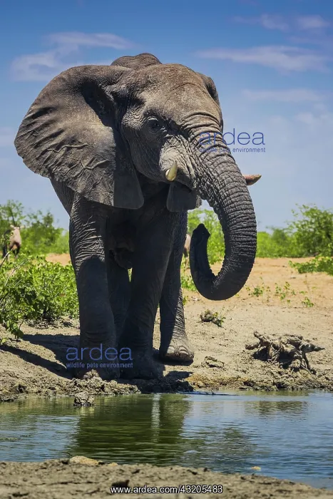 : African elephant (Loxodonta africana), male drinking : African elephant (Loxodonta africana), male drinking