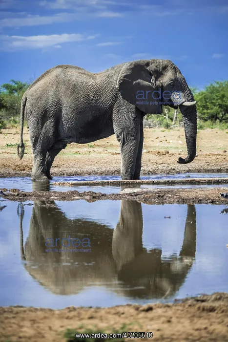 : African elephant (Loxodonta africana), male drinking : African elephant (Loxodonta africana), male drinking