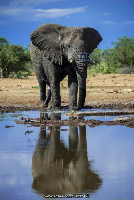 : African elephant (Loxodonta africana), male drinking : African elephant (Loxodonta africana), male drinking
