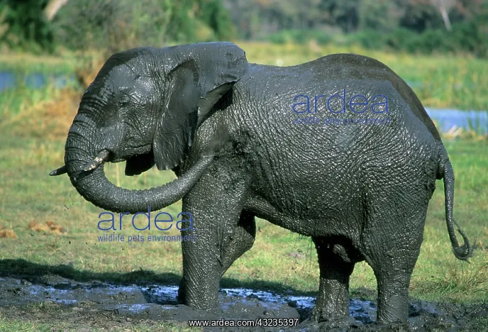 : African Elephant, (Loxodonta africana) : African Elephant, (Loxodonta africana)