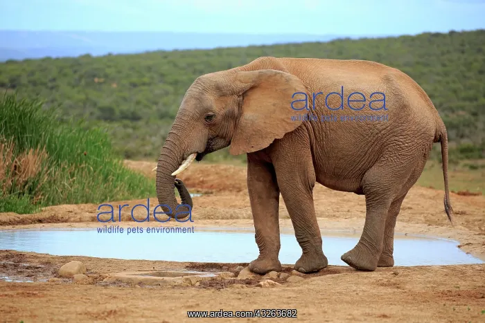 : African elephant (Loxodonta africana), adult, drinking : African elephant (Loxodonta africana), adult, drinking