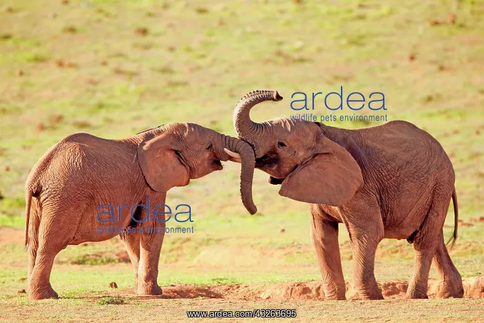 : African elephant (Loxodonta africana), adult, playful : African elephant (Loxodonta africana), adult, playful