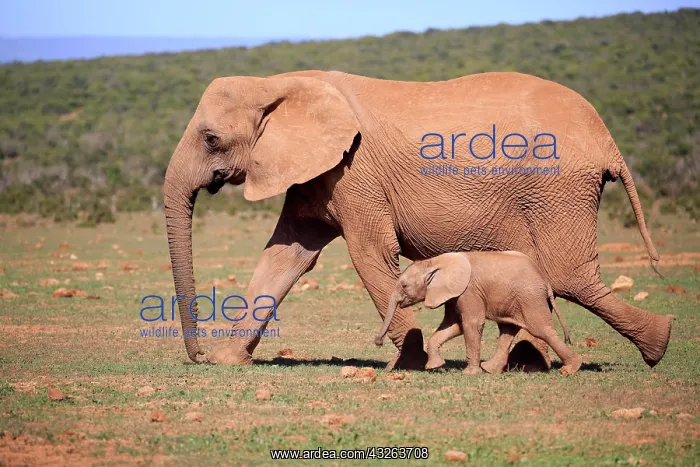 : African elephant (Loxodonta africana), adult, female : African elephant (Loxodonta africana), adult, female