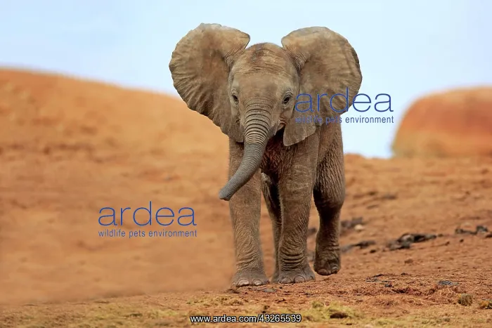 : African elephant (Loxodonta africana), young animal : African elephant (Loxodonta africana), young animal