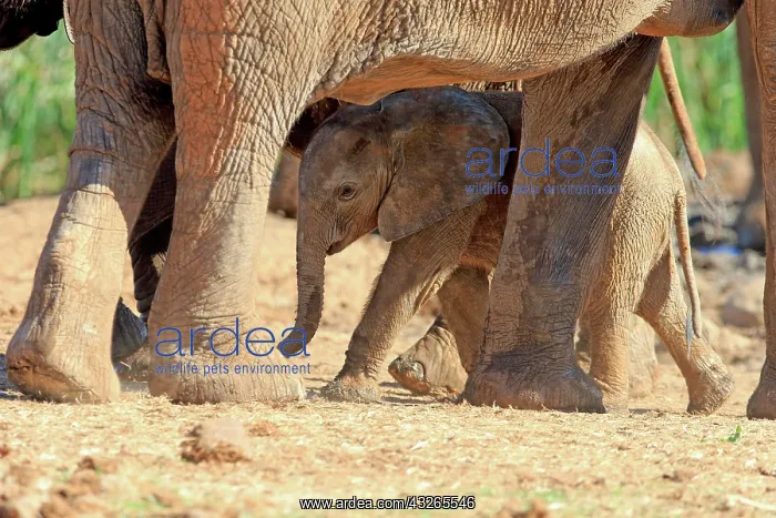 : African elephant (Loxodonta africana), young animal : African elephant (Loxodonta africana), young animal