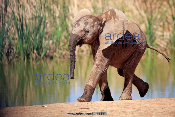 : African elephant (Loxodonta africana), young animal : African elephant (Loxodonta africana), young animal