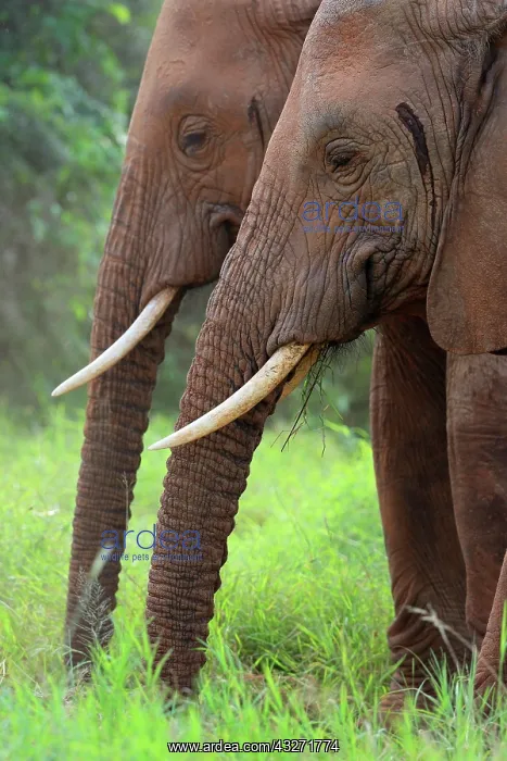 : African elephant (Loxodonta africana), pair, portrait : African elephant (Loxodonta africana), pair, portrait