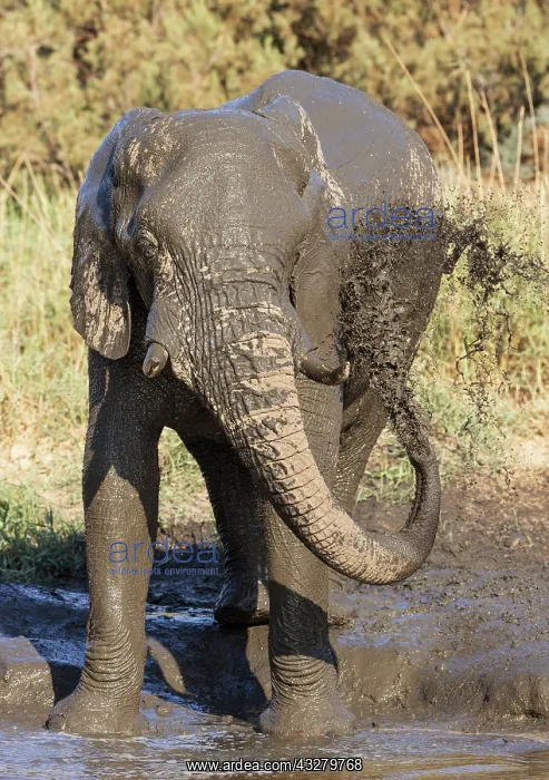 : African Elephant (Loxodonta africana). So-called desert elep : African Elephant (Loxodonta africana). So-called desert elep