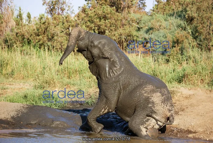 : African Elephant (Loxodonta africana). So-called desert elep : African Elephant (Loxodonta africana). So-called desert elep