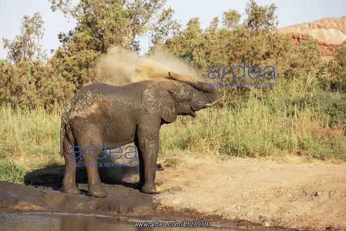 : African Elephant (Loxodonta africana). So-called desert elep : African Elephant (Loxodonta africana). So-called desert elep