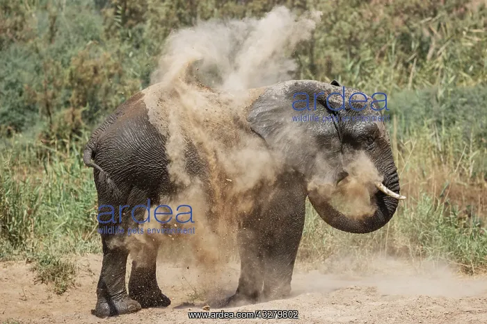 : African Elephant (Loxodonta africana). So-called desert elep : African Elephant (Loxodonta africana). So-called desert elep
